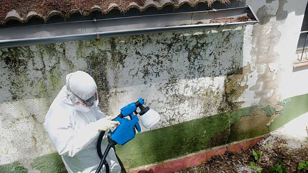 Top rated local Mold Testing specialists in Round Rock, TX
